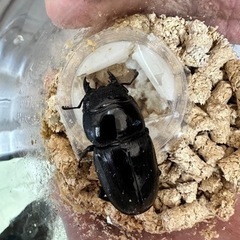 クワガタ★スマトラヒラタクワガタ★アチェ島産