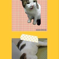町内のホームセンターで保護!☆ホタテ♂ - 夕張郡