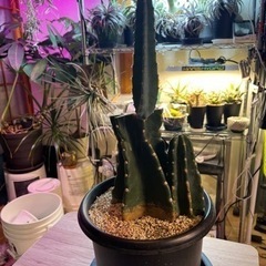 柱サボテン