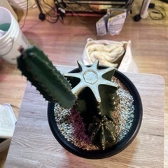 柱サボテンの画像