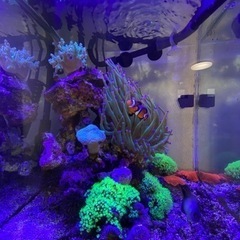 海水魚水槽