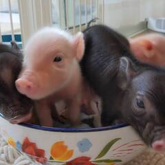 【Piglets】福岡のマイクロブタカフェのスタッフ募集