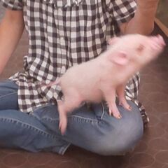 【Piglets】福岡のマイクロブタカフェのスタッフ募集の画像