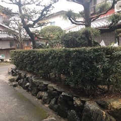庭　庭木　庭石キャンセル入りましたので再度募集させてもらいますの画像
