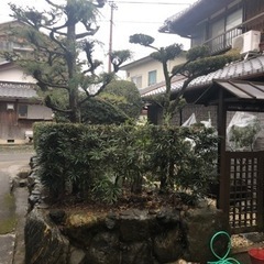 庭　庭木　庭石キャンセル入りましたので再度募集させてもらいますの画像