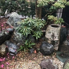 庭　庭木　庭石キャンセル入りましたので再度募集させてもらいます