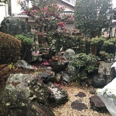 庭　庭木　庭石キャンセル入りましたので再度募集させてもらいますの画像