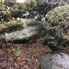 庭　庭木　庭石キャンセル入りましたので再度募集させてもらいますの画像