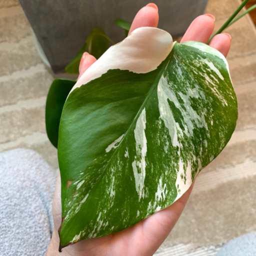 モンステラ　斑入り　散り斑ハーフ系　8節つき　鉢入り 観葉植物