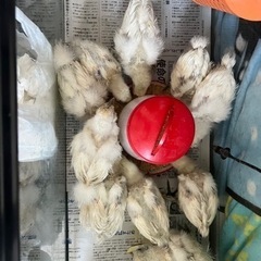烏骨鶏譲ります − 兵庫県