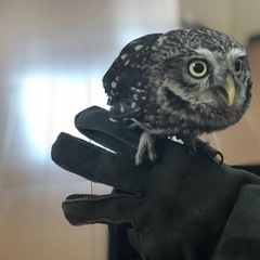 コキンメフクロウの里親募集