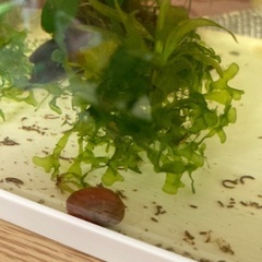 レッドラムズホーン（水草おまけつき）の画像