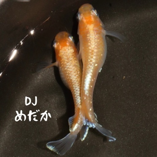 【DJめだか】レッドクリフ紅白タイプ 極上 有精卵 5個 夢中めだか様より直接購入