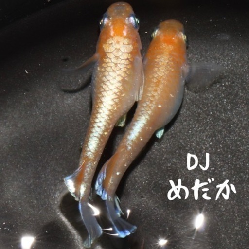 【DJめだか】レッドクリフ紅白タイプ 極上 有精卵 5個 夢中めだか様より直接購入