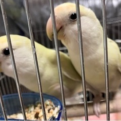 生後2ヶ月半くらいのコザクラインコ4羽