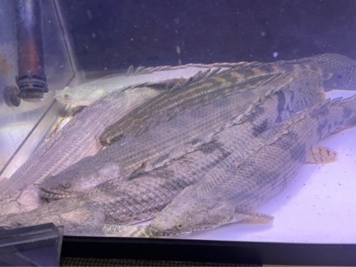 熱帯魚 古代魚ポリプテルス