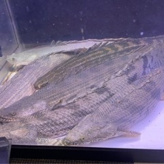 aro78 | #ポリプテルス #アンソルギー #Polypterus #古代魚