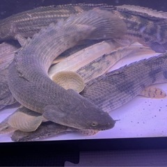 熱帯魚 古代魚ポリプテルスの画像