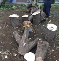 伐採した剪定した樹木を譲ってください。 - 日南市