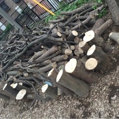 伐採した剪定した樹木を譲ってください。