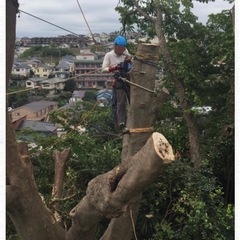 伐採した剪定した樹木を譲ってください。 − 宮崎県