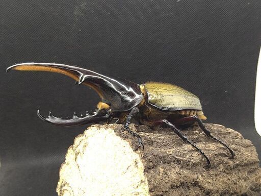 ヘラクレスオオカブトムシ　♂♀ペア　⑦