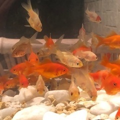 金魚玉サバ（10匹:500円)