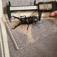 ギラファノコギリクワガタ♂♀♀トリオ値下げしました