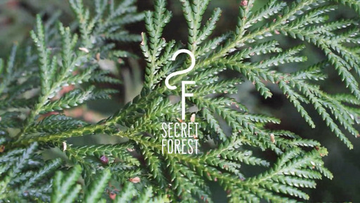 【森を浴びる】100％天然由来森林系抗菌・抗ウイルスアロマ/Secret Forestとディフューザーセット