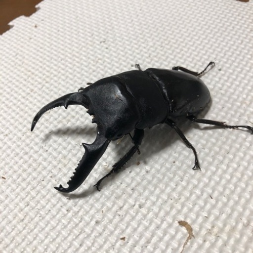 パラワンオオヒラタ　オス単品