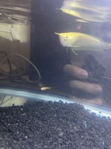 アルビノプラチナシルバーアロワナ