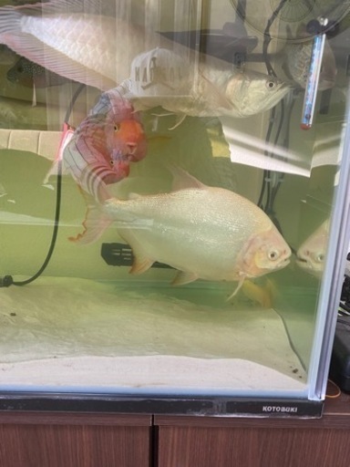 アルビノ　パコ　30cmです。