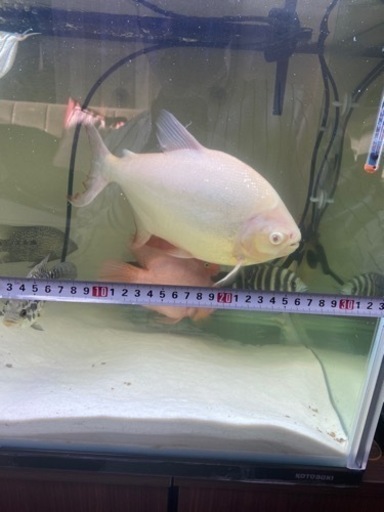 アルビノ　パコ　30cmです。