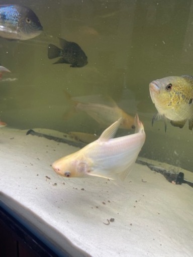 アルビノカイヤン20cm前後