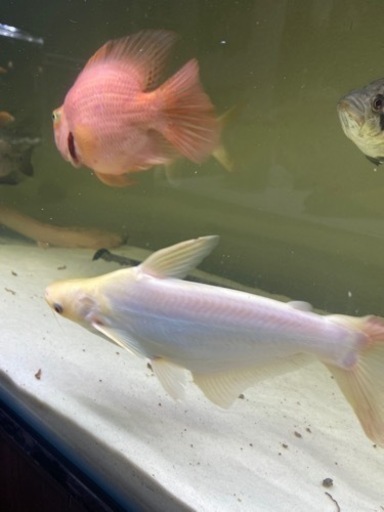 アルビノカイヤン20cm前後