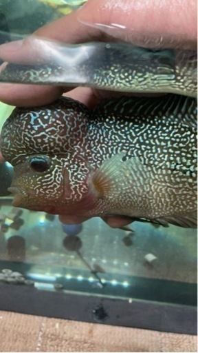 キングカムプァ