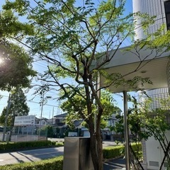 【庭木のお手入れ】承ります(^^)