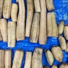 訳あり蓮根、格安4キロ