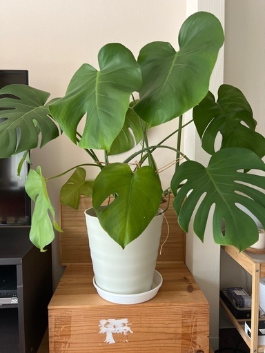 観葉植物　モンステラ