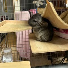 （小動物）チンチラ　