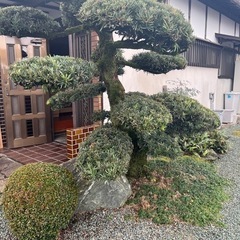 松、庭石
