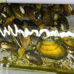 ２枚貝　ドブガイ(5cm〜12cm) ★タナゴ　産卵用　二枚貝　...
