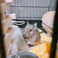 デグー　メス　一歳　2022年1月生まれ