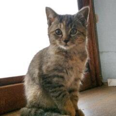 元気な子猫です。