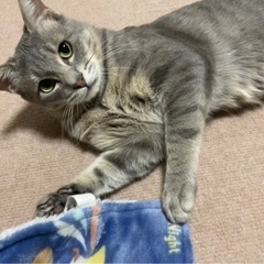 里親様さがしてます✴︎譲渡費用なし