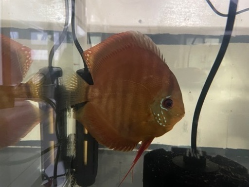 ワイルドF1 アレンカーレッドディスカス