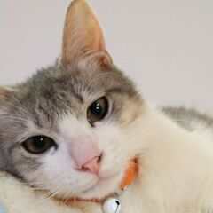 なでなでが好きな、元気な男の子です