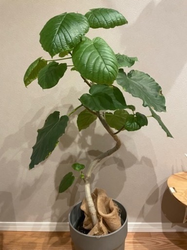 フィカス　ウンベラータ　曲がり　観葉植物