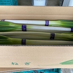 近江野菜　Lサイズ白ネギ5kg 
