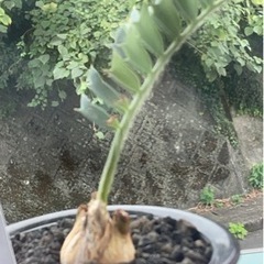 植物仲間募集してます。